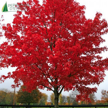 ACER rubrum October glory