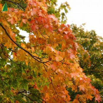 ACER platanoides