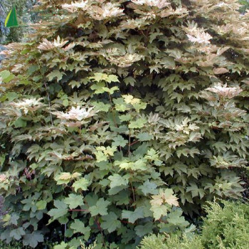 ACER pseudoplatanus