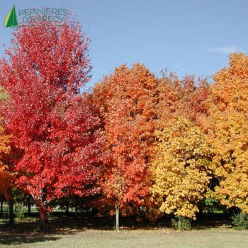 ACER saccharum