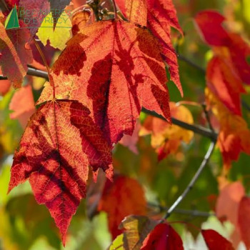 ACER rubrum Red Sunset