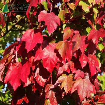 ACER rubrum Scanlon
