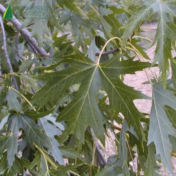 ACER saccharinum Laciniatum wieri