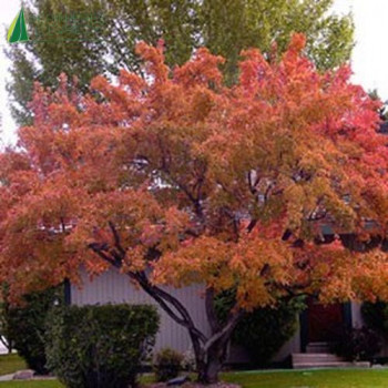 ACER tataricum Subsp. Ginnala