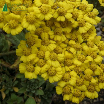ACHILLEA tomentosa