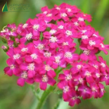 ACHILLEA mille. Cerise queen  Godet 8/9 