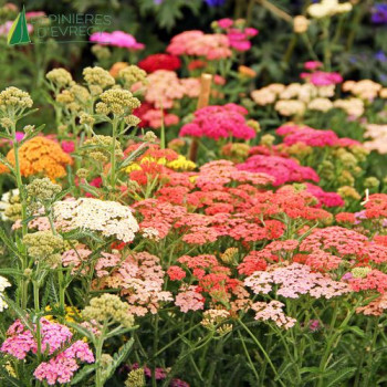 ACHILLEA mille. Summer Pastels
