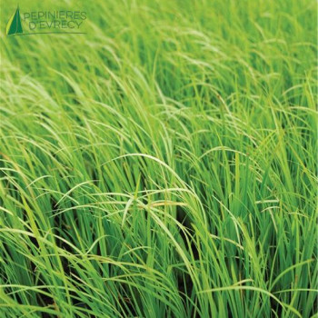 ACORUS gramineus Golden delight  Cont.3/4 L 