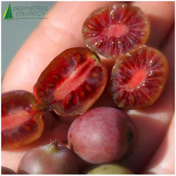 ACTINIDIA arguta Ken's Red