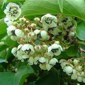 ACTINIDIA arguta Weiki