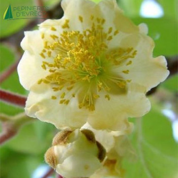 ACTINIDIA deliciosa Atlas