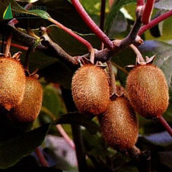 ACTINIDIA deliciosa Hayward