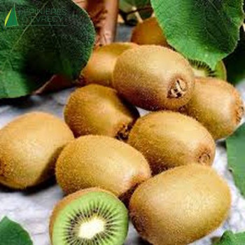 ACTINIDIA deliciosa jenny