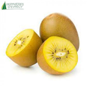 ACTINIDIA deliciosa Golden Kiwi