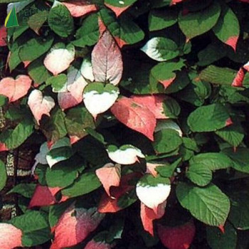 ACTINIDIA kolomikta