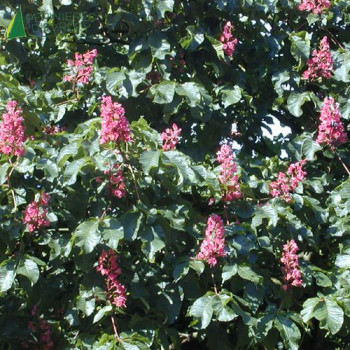 AESCULUS x carnea Briotii