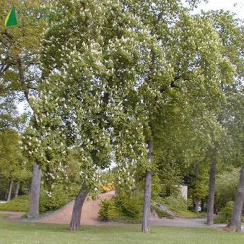 AESCULUS hippocastanum