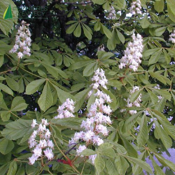 AESCULUS hippocastanum Baumannii