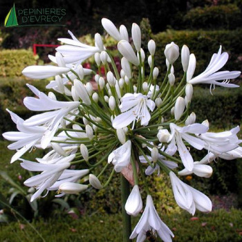 AGAPANTHUS africanus Albus  Cont.3/4 L 