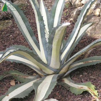 AGAVE americana Medio-picta