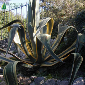 AGAVE americana Variegata  Cont.10/12 L 