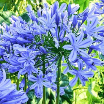 AGAPANTHUS africanus Peter pan  Cont.3/4 L 