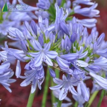 AGAPANTHUS africanus Pitchoune  Cont.3/4 L 