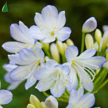 AGAPANTHUS africanus Silver baby  Cont.3/4 L 