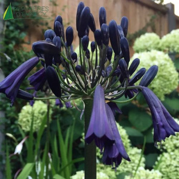 AGAPANTHUS Black magic  Cont.3/4 L 