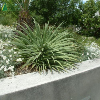 AGAVE Bracteosa