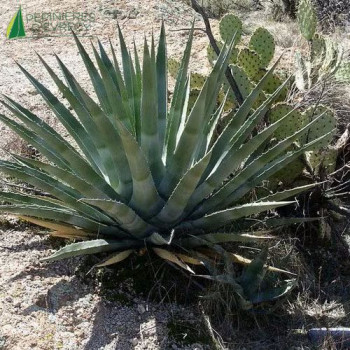 AGAVE chrysantha Giant 30/40 Cont.5/7.5 L 