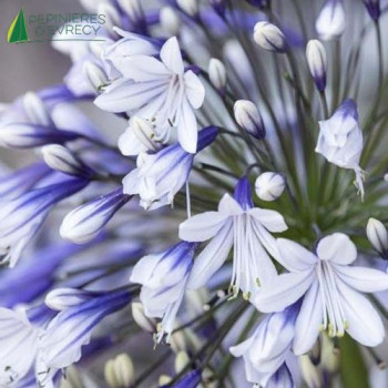 AGAPANTHUS fireworks