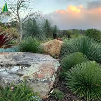 AGAVE geminiflora Rasta Man