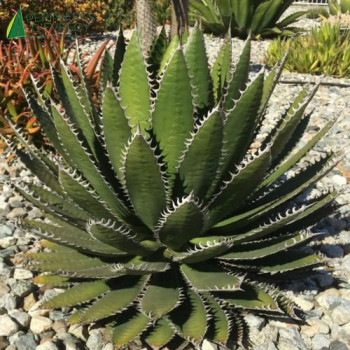 AGAVE horrida verde  Cont.10/12 L 