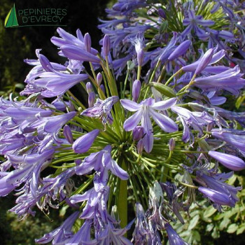 AGAPANTHUS africanus