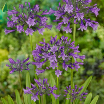 AGAPANTHUS Poppin Purple