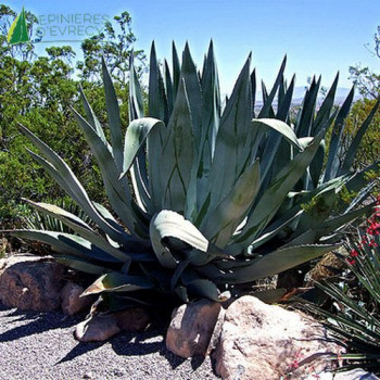 AGAVE atrovirens