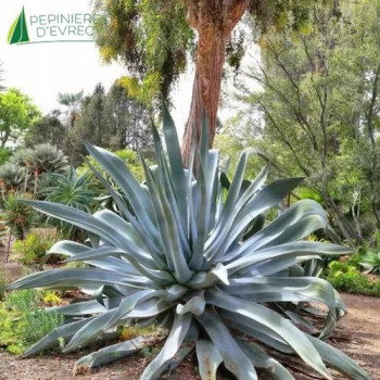 AGAVE Franzosinii