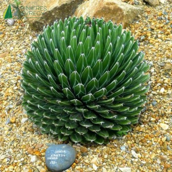 AGAVE victoriae Reginae
