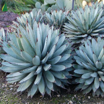 AGAVE macroacantha