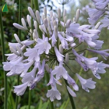AGAPANTHUS Windsor Grey