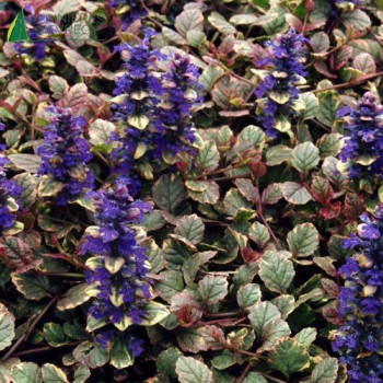 AJUGA reptans Burgundy glow  Cont.3/4 L 