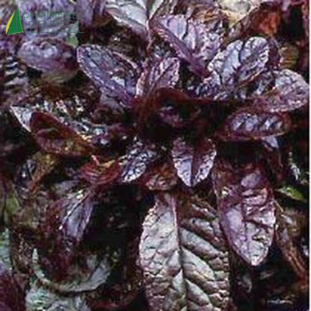 AJUGA reptans Atropurpurea  Godet 8/9 