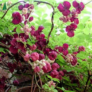 AKEBIA quinata
