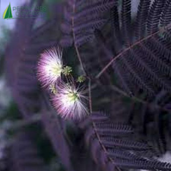 ALBIZIA julibrissin Ombrella® chocolate