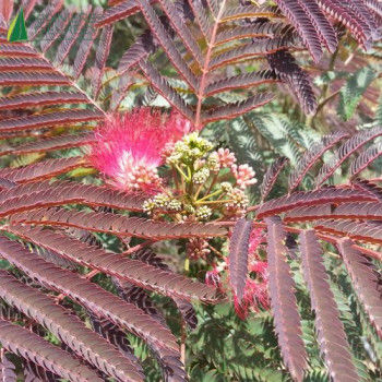 ALBIZIA julibrissin Evey s Pride
