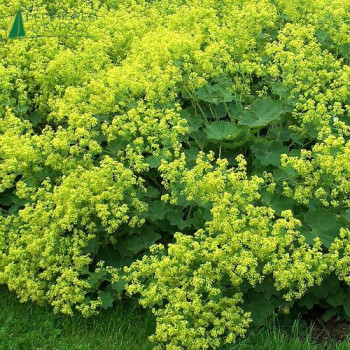 ALCHEMILLA mollis