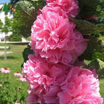 ALCEA roséa Chaters pleniflora rose