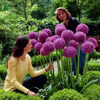 ALLIUM giganteum  Cont.3/4 L 