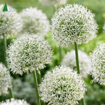 ALLIUM mont blanc